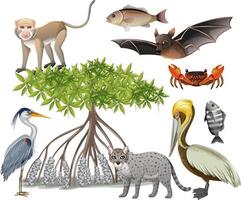 Set of various mangrove animals isolated vector