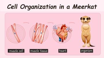 Diagrama que muestra la organización celular en una suricata. vector