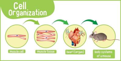 Diagram showing cell organization in a mouse vector