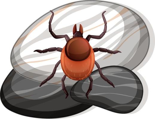 Top view of tick on a stone on white background