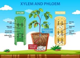 Diagrama que muestra el xilema y el floema de la planta. vector