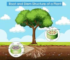 Diagrama que muestra la estructura de la raíz y el tallo de una planta.