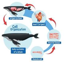 diagrama que muestra la organización celular en una ballena vector