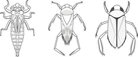 Conjunto de diferentes tipos de insectos y escarabajos. vector