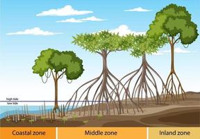 estructura del bosque de manglar con diagrama de tres zonas