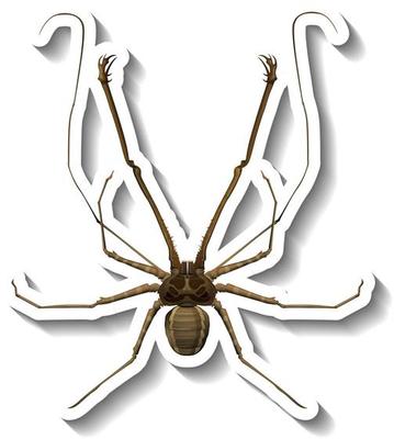 A sticker template with top view of a spider isolated
