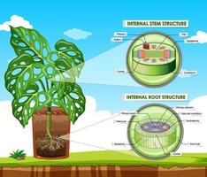 Diagram showing stem and root structure vector