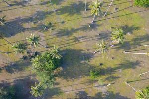Vista aérea superior de vacas en una plantación de cocoteros foto