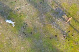 Vista aérea superior de las vacas en el prado verde