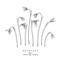Sketch Floral decorative set. Snowdrop flower drawings. Black and white with line art isolated on white backgrounds. Hand Drawn Botanical Illustrations. Elements vector. vector