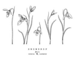Sketch Floral decorative set. Snowdrop flower drawings. Black and white with line art isolated on white backgrounds. Hand Drawn Botanical Illustrations. Elements vector. vector