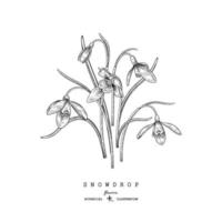 Sketch Floral decorative set. Snowdrop flower drawings. Black and white with line art isolated on white backgrounds. Hand Drawn Botanical Illustrations. Elements vector. vector