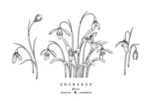 Sketch Floral decorative set. Snowdrop flower drawings. Black and white with line art isolated on white backgrounds. Hand Drawn Botanical Illustrations. Elements vector. vector