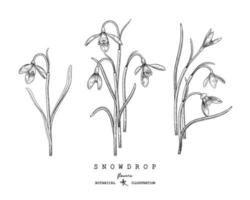 Sketch Floral decorative set. Snowdrop flower drawings. Black and white with line art isolated on white backgrounds. Hand Drawn Botanical Illustrations. Elements vector. vector