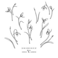 Sketch Floral decorative set. Snowdrop flower drawings. Black and white with line art isolated on white backgrounds. Hand Drawn Botanical Illustrations. Elements vector. vector