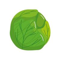 fresh and healthy cabbage isolated icon vector