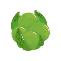 fresh and healthy cabbage isolated icon vector