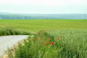 Poppy at Countryside photo