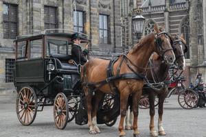 The beautiful Amsterdam in june photo