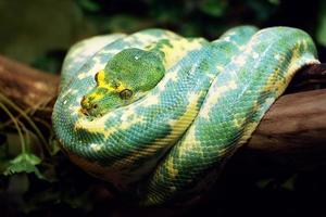 Green Tree Python photo