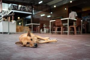 Street dog in Koh Lipe in Thailand photo