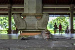 Monkey in Ubud Monkey Forest photo