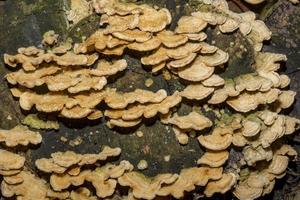 Collection of yellow tree fungi with a velvety surface photo