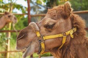 The Facial Expression of a Camel photo