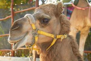 The Facial Expression of a Camel photo