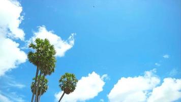 palm tree was leaning towards the wind, with the clouds wobbling in the summer video