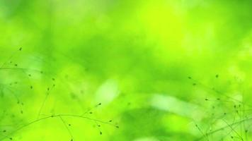 borrão florzinha verde de grama no jardim tremulando ao vento no verão video