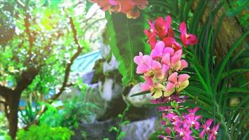 flor de orquídea rosa desabrochando e desfocando o fundo das folhas verdes e a luz do sol à tarde