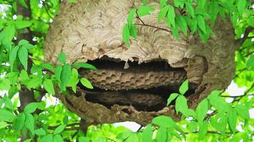 wasp broken and three floor inside abandon nest in the garden video