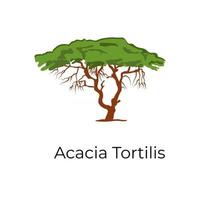 diseño de acacia tortilis vector