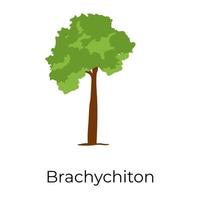 árbol de brachychiton de moda vector