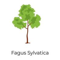 corona de fagus sylvatica vector