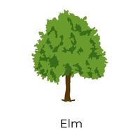 Elm Tree Design vector