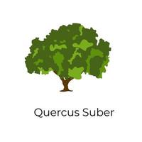 Quercus Subra style vector