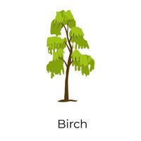 Birch Tree slender vector