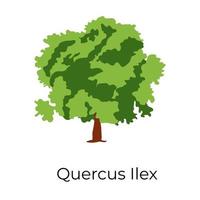 Quercus Ilex Design vector