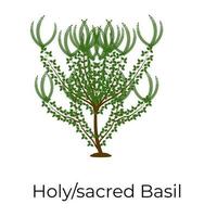 Sacred Basil design vector