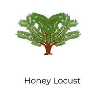 Wild Honey Locust vector