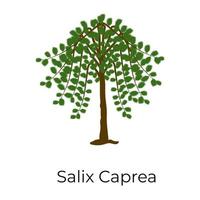 árbol de salix caprea vector