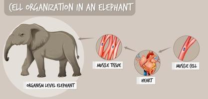 diagrama que muestra la organización celular en un elefante vector