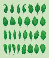 green leaves set vector