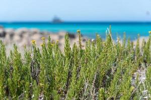 Lotus cytisoides en la costa de la playa de ses iletes en formentera, islas baleares en españa. foto