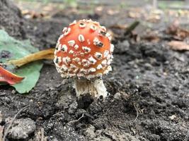 agárico de mosca con gorra roja y manchas blancas. tiro de verano. un hongo venenoso en rusia central. foto