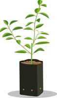 Sprout young seedling in black bag.Lime tree seedling vector isolated white background.Plant little Lemon tree.Asia lime in Plastic Plants.