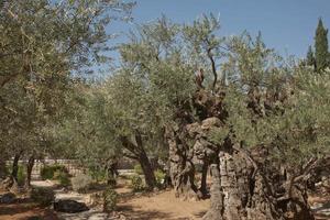 Old olive trees in the garden of Gethsemane in Jerusalem, Israel photo