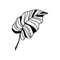 rama dibujada a mano de la hoja de la planta tropical aislada en el fondo blanco. ilustración vectorial de contorno. diseño de patrón, logotipo, plantilla, pancarta, carteles, invitación, tarjeta de felicitación vector